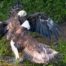 Kampf der Adler am Fluß – Tierfotografie Kanada