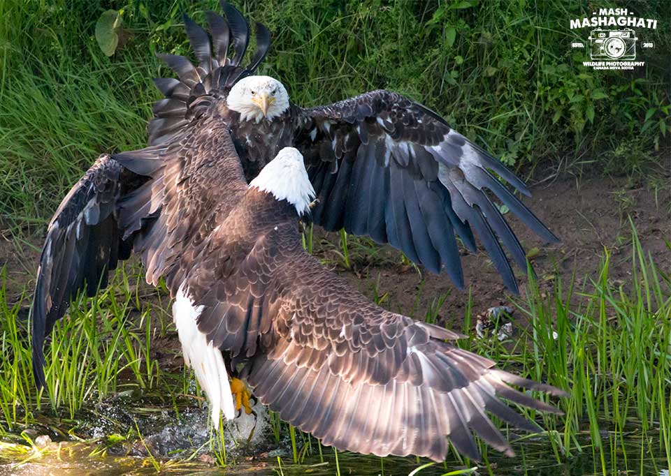 Kampf der Adler am Fluß – Tierfotografie Kanada