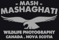 Mash Mashaghati Wildlife Photography Logo